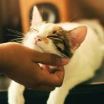 But the cat is really cute