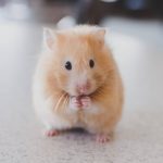 Let’s look at the mouse